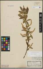 Foto von Salix alba L. x Salix fragilis L.